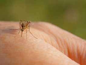 Oropouche病毒症状是由疾病激增引起的第一例死亡记录